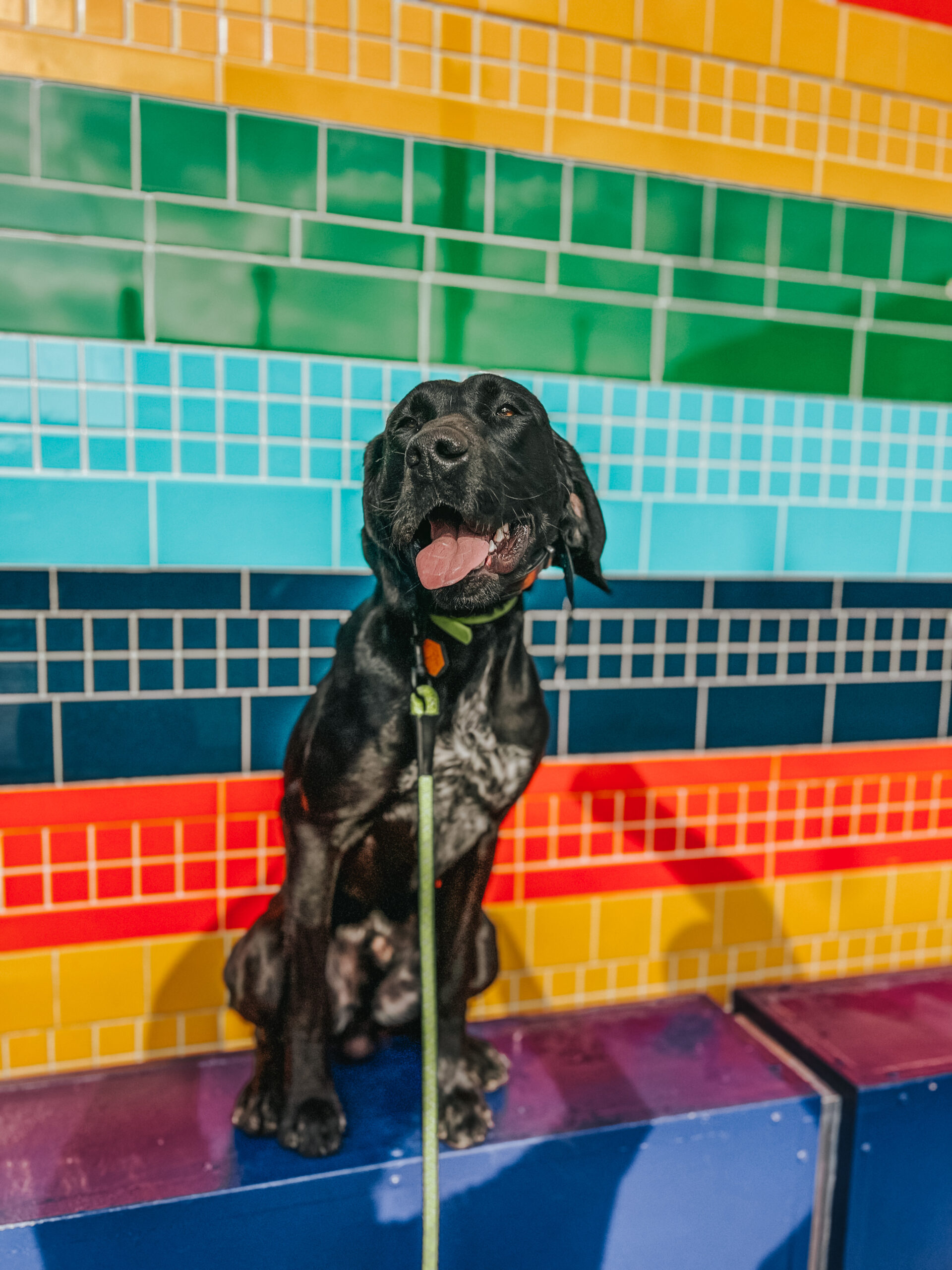 dog-friendly-2024-pride-events-in-austin-urban-bird-dogs
